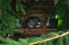<img100*0:stuff/z/169023/squirrel./i1279904403_26.jpg>