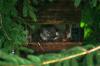 <img100*0:stuff/z/169023/squirrel./i1279904403_32.jpg>