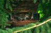 <img100*0:stuff/z/169023/squirrel./i1279904403_35.jpg>