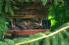 <img100*0:stuff/z/169023/squirrel./i1279904403_37.jpg>