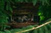 <img100*0:stuff/z/169023/squirrel./i1279904403_40.jpg>