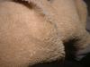 <img100*0:stuff/z/169023/towoel/i1263583494_2.jpg>