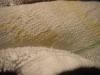 <img100*0:stuff/z/169023/towoel/i1263583495_15.jpg>