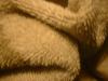 <img100*0:stuff/z/169023/towoel/i1263583495_19.jpg>