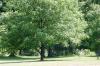 <img100*0:stuff/z/169023/tree%2520stock%25202/i1279820719_1.jpg>