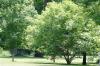 <img100*0:stuff/z/169023/tree%2520stock%25202/i1279820719_10.jpg>