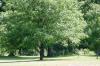 <img100*0:stuff/z/169023/tree%2520stock%25202/i1279820719_2.jpg>