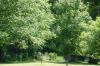 <img100*0:stuff/z/169023/tree%2520stock%25202/i1279820719_3.jpg>