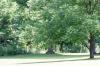 <img100*0:stuff/z/169023/tree%2520stock%25202/i1279820719_4.jpg>