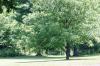 <img100*0:stuff/z/169023/tree%2520stock%25202/i1279820719_5.jpg>