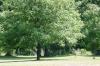 <img100*0:stuff/z/169023/tree%2520stock%25202/i1279820719_6.jpg>