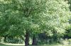 <img100*0:stuff/z/169023/tree%2520stock%25202/i1279820719_7.jpg>