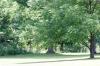 <img100*0:stuff/z/169023/tree%2520stock%25202/i1279820719_8.jpg>