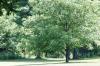 <img100*0:stuff/z/169023/tree%2520stock%25202/i1279820719_9.jpg>