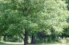 <img100*0:stuff/z/169023/tree%2520stock%25202/i1279820720_11.jpg>