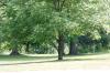 <img100*0:stuff/z/169023/tree%2520stock%25202/i1279820720_12.jpg>