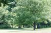<img100*0:stuff/z/169023/tree%2520stock%25202/i1279820720_13.jpg>