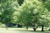 <img100*0:stuff/z/169023/tree%2520stock%25202/i1279820720_14.jpg>