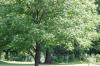 <img100*0:stuff/z/169023/tree%2520stock%25202/i1279820720_15.jpg>