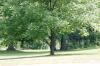 <img100*0:stuff/z/169023/tree%2520stock%25202/i1279820720_16.jpg>