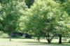 <img100*0:stuff/z/169023/tree%2520stock%25202/i1279820720_18.jpg>