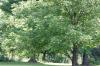 <img100*0:stuff/z/169023/tree%2520stock%25202/i1279820720_19.jpg>