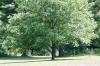 <img100*0:stuff/z/169023/tree%2520stock%25202/i1279820720_20.jpg>