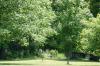 <img100*0:stuff/z/169023/tree%2520stock%25202/i1279820721_22.jpg>