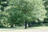 <img100*0:stuff/z/169023/tree%2520stock%25202/i1279820721_24.jpg>