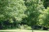 <img100*0:stuff/z/169023/tree%2520stock%25202/i1279820721_25.jpg>