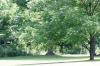 <img100*0:stuff/z/169023/tree%2520stock%25202/i1279820721_26.jpg>
