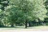 <img100*0:stuff/z/169023/tree%2520stock%25202/i1279820721_27.jpg>