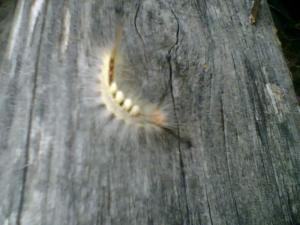 <img300*0:stuff/z/173552/blehk/i1312703745_18.jpg>