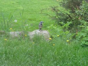 <img300*0:stuff/z/173923/Dave%2527s%2520Wildlife%2520Photography/BlueJay.jpg>