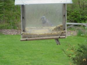 <img300*0:stuff/z/173923/Dave%2527s%2520Wildlife%2520Photography/BlueJay3.jpg>