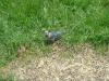 <img100*0:stuff/z/173923/Dave%2527s%2520Wildlife%2520Photography/BlueJay4(1).jpg>