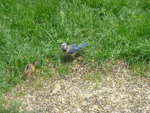 <img300*0:stuff/z/173923/Dave%2527s%2520Wildlife%2520Photography/BlueJay4(1).jpg>