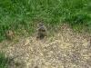 <img100*0:stuff/z/173923/Dave%2527s%2520Wildlife%2520Photography/BlueJay5.jpg>