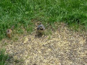 <img300*0:stuff/z/173923/Dave%2527s%2520Wildlife%2520Photography/BlueJay5.jpg>