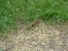 <img100*0:stuff/z/173923/Dave%2527s%2520Wildlife%2520Photography/Chipmunk.jpg>