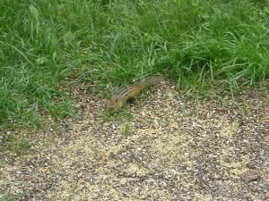 <img300*0:stuff/z/173923/Dave%2527s%2520Wildlife%2520Photography/Chipmunk.jpg>