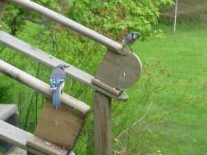 <img300*0:stuff/z/173923/Dave%2527s%2520Wildlife%2520Photography/MVC-009F.JPG>