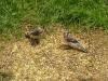 <img100*0:http://elftown.heddate.com/stuff/z/173923/Dave%2527s%2520Wildlife%2520Photography/Two%20Blue%20Jays.jpg>
