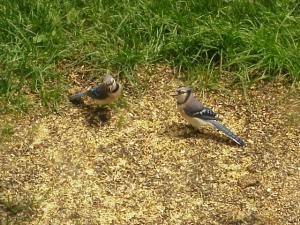 <img300*0:http://elftown.heddate.com/stuff/z/173923/Dave%2527s%2520Wildlife%2520Photography/Two%20Blue%20Jays.jpg>