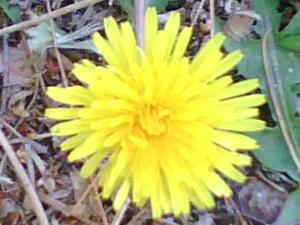 <img300*0:stuff/z/174525/Tsome%2527s%2520flowers%2520galore!/i1211397194_1.jpg>