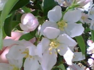 <img300*0:stuff/z/174525/Tsome%2527s%2520flowers%2520galore!/i1211397194_2.jpg>