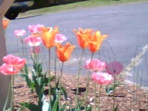 <img300*0:stuff/z/174525/Tsome%2527s%2520flowers%2520galore!/i1211397194_3.jpg>