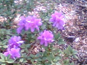 <img300*0:stuff/z/174525/Tsome%2527s%2520flowers%2520galore!/i1211397194_4.jpg>