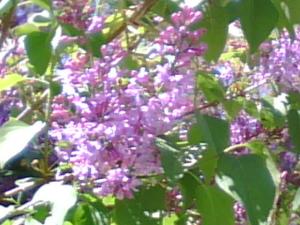 <img300*0:stuff/z/174525/Tsome%2527s%2520flowers%2520galore!/i1211397194_5.jpg>