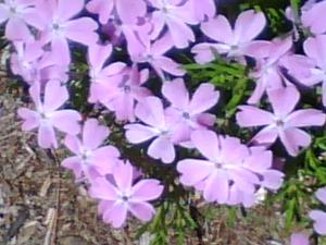 <img300*0:stuff/z/174525/Tsome%2527s%2520flowers%2520galore!/i1211397194_6.jpg>